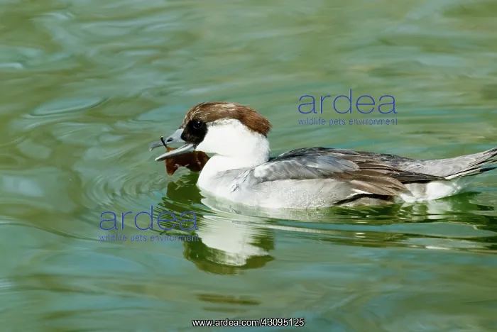 : Smew immature male : Smew immature male