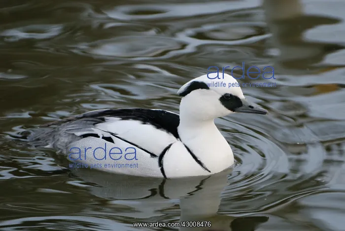  : Smew Lake Zurich Switzerland