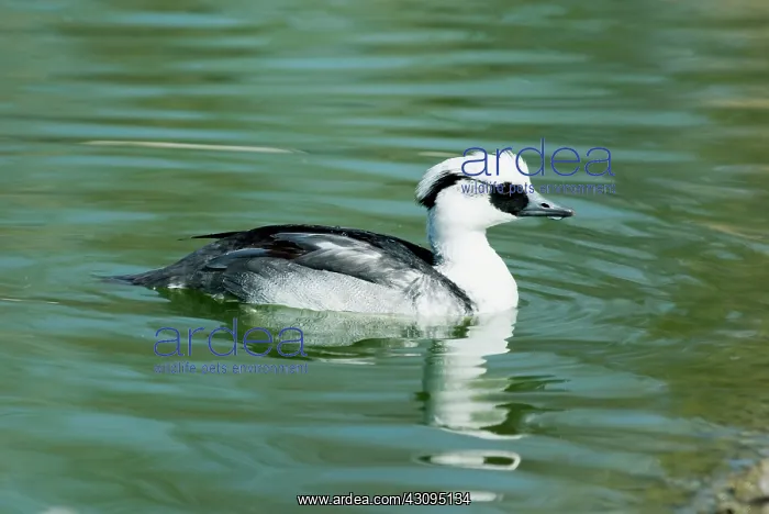 : Smew male. Male Smew (Mergellus albellus) : Smew male. Male Smew (Mergellus albellus)