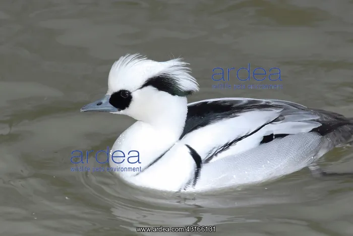 : Smew male. (Mergellus albellus). Scotland Neck, North Carolina. Native to Eurasia : Smew male. (Mergellus albellus). Scotland Neck, North Carolina. Native to Eurasia