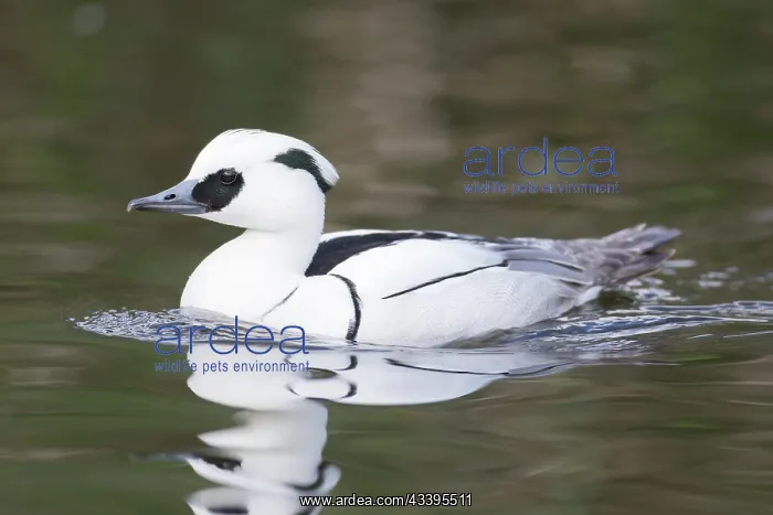 : Smew male. Smew - swimming male - Germany : Smew male. Smew - swimming male - Germany