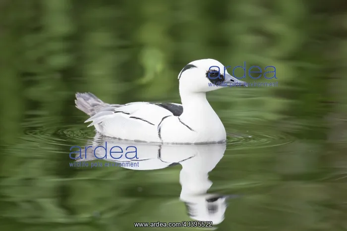 : Smew male. Smew - swimming male - Germany : Smew male. Smew - swimming male - Germany