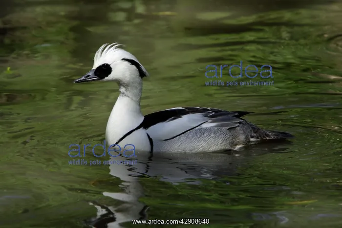 : Smew - male swimming on lake : Smew - male swimming on lake
