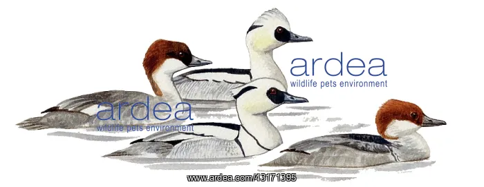 : Smew (Mergellus alballus) swimming, left female : Smew (Mergellus alballus) swimming, left female