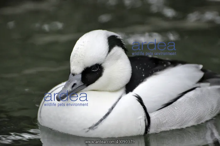 : Smew (Mergellus albellus) : Smew (Mergellus albellus)