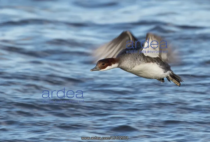 : Smew (Mergellus albellus) female flies above the lake : Smew (Mergellus albellus) female flies above the lake