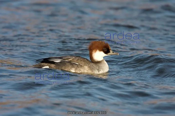 : Smew (Mergellus albellus) female swimming on the water : Smew (Mergellus albellus) female swimming on the water