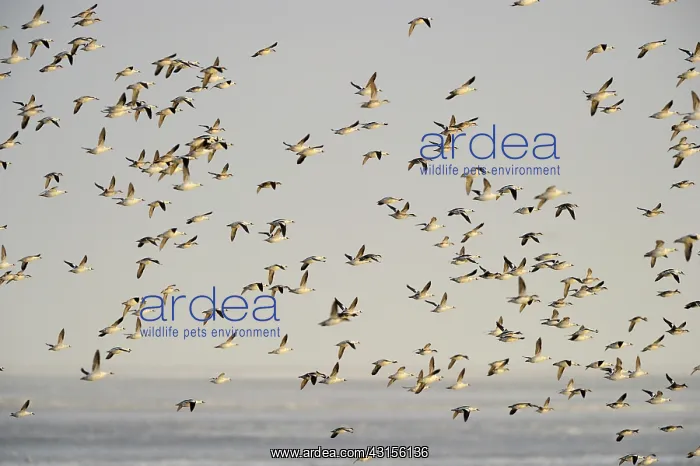 : Smew (Mergellus albellus) flock in flight over the water : Smew (Mergellus albellus) flock in flight over the water