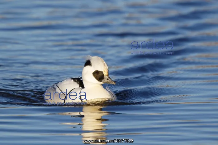 : Smew (Mergellus albellus) male, Netherlands : Smew (Mergellus albellus) male, Netherlands