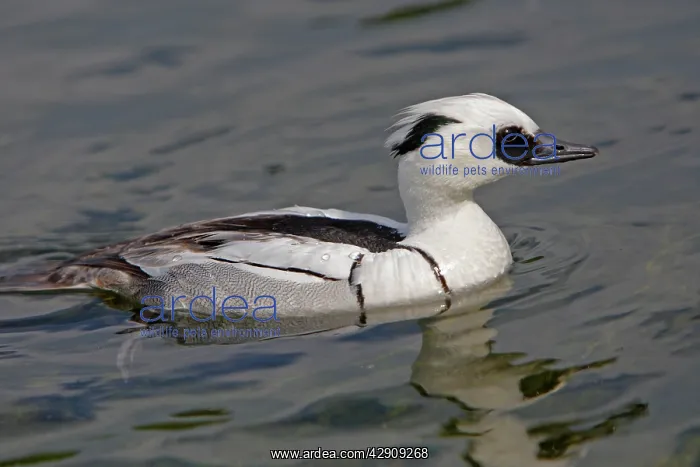 : Smew. (Mergellus albellus). Pensthorpe - Norfolk - UK : Smew. (Mergellus albellus). Pensthorpe - Norfolk - UK