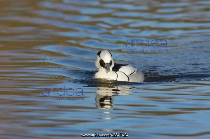 : Smew (Mergellus albellus). WWT Martin Mere, Lancashire, UK : Smew (Mergellus albellus). WWT Martin Mere, Lancashire, UK