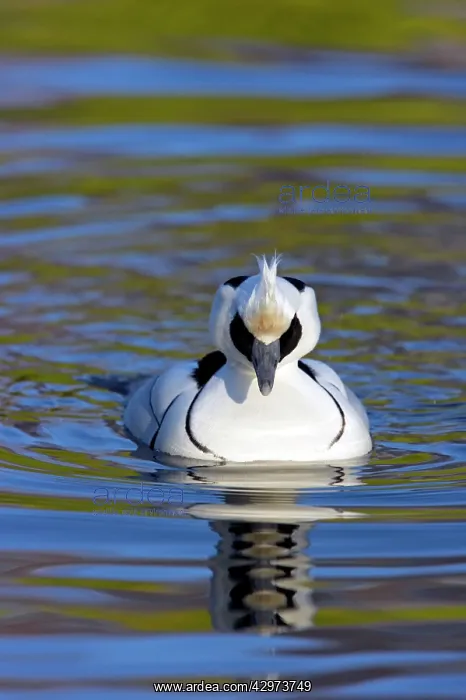 : Smew (Mergellus albellus). WWT Martin Mere - Lanacashire - UK : Smew (Mergellus albellus). WWT Martin Mere - Lanacashire - UK