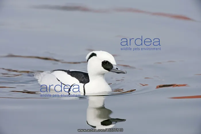  : Smew (Mergus albellus). Norfolk - UK