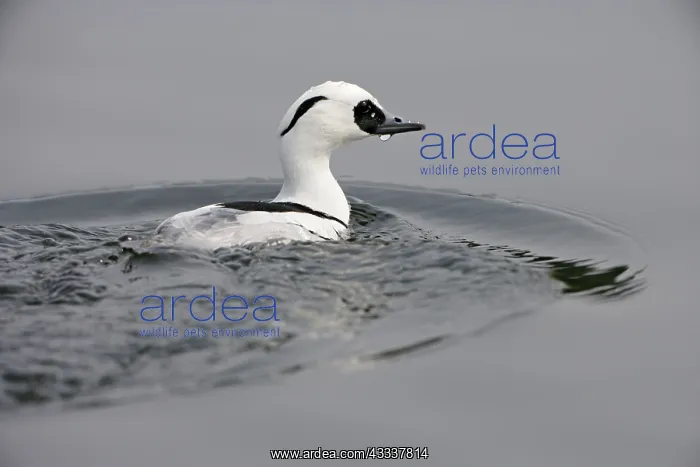 : Smew - surfacing from water : Smew - surfacing from water