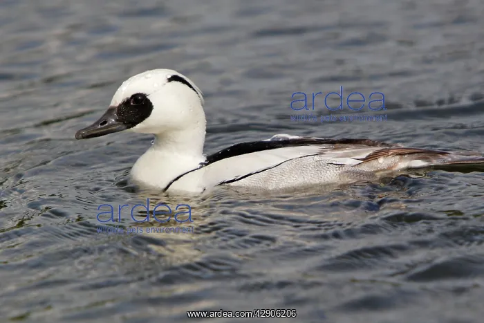  : Smew - in water