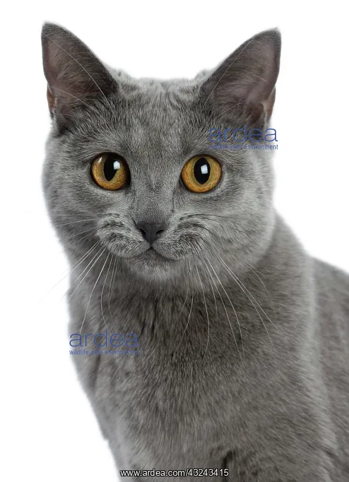 : Cat Chartreux happy smiling Digital Manipulation: Smile : Cat Chartreux happy smiling Digital Manipulation: Smile