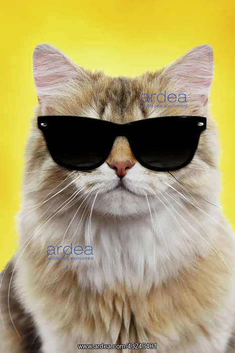 : Cat British longhair black golden shaded smiling wearing sunglasses Digital Manipulation : Cat British longhair black golden shaded smiling wearing sunglasses Digital Manipulation
