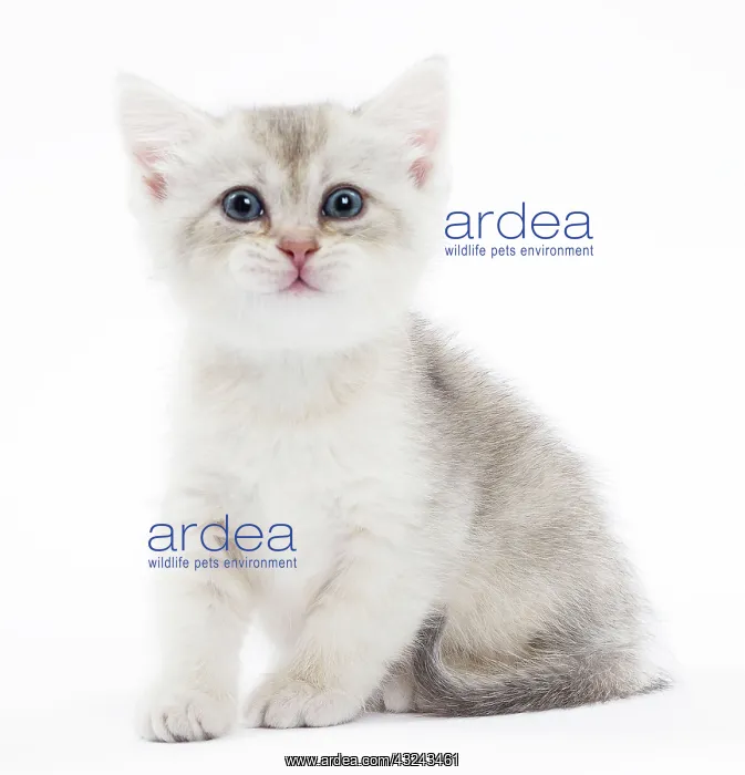 : Cat British kitten smiling Digital Manipulation: smile : Cat British kitten smiling Digital Manipulation: smile