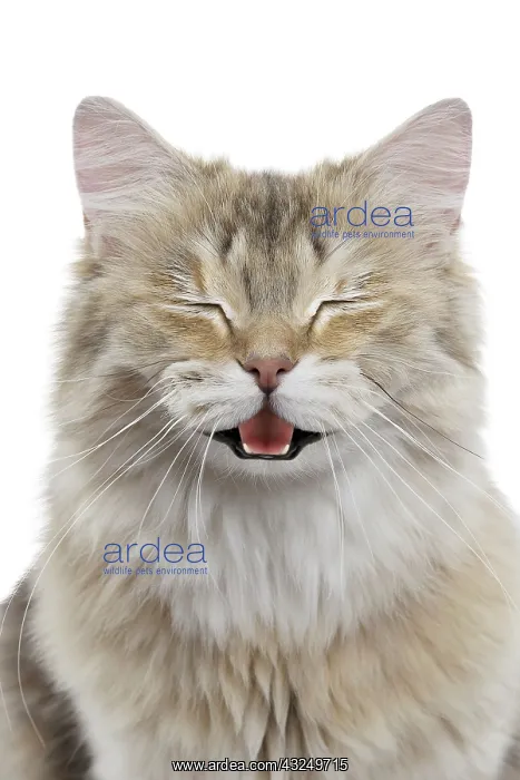 : Cat British longhair black golden shaded smiling and laughing Digital Manipulation : Cat British longhair black golden shaded smiling and laughing Digital Manipulation