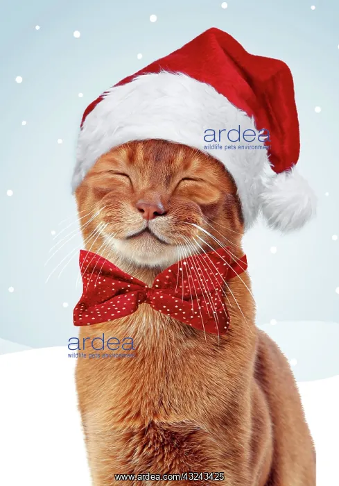 : Cat Sorrel Abyssinian smiling wearing Christmas hat and bow tie Digital Manipulation : Cat Sorrel Abyssinian smiling wearing Christmas hat and bow tie Digital Manipulation