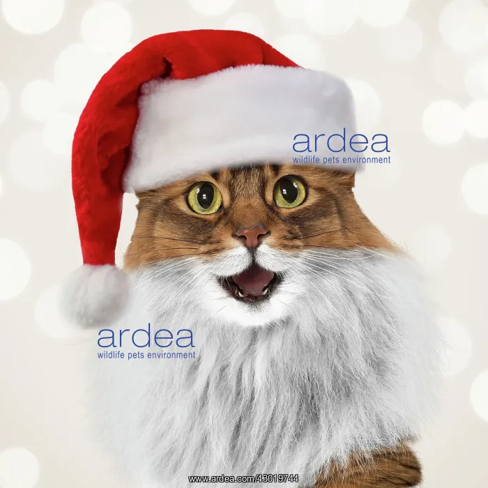 : Cat Somali mouth open smiling laughing wearing a Christmas hat Digital Manipulation : Cat Somali mouth open smiling laughing wearing a Christmas hat Digital Manipulation