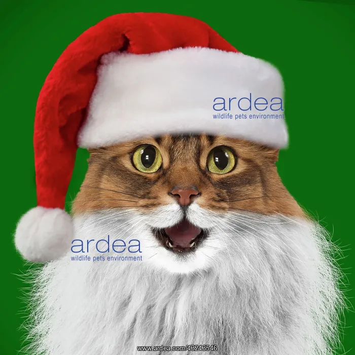 : Cat Somali mouth open smiling laughing wearing a Christmas hat Digital Manipulation : Cat Somali mouth open smiling laughing wearing a Christmas hat Digital Manipulation
