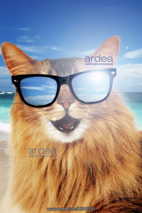 : Cat Somali mouth open smiling laughing wearing sunglasses in sunny beach : Cat Somali mouth open smiling laughing wearing sunglasses in sunny beach