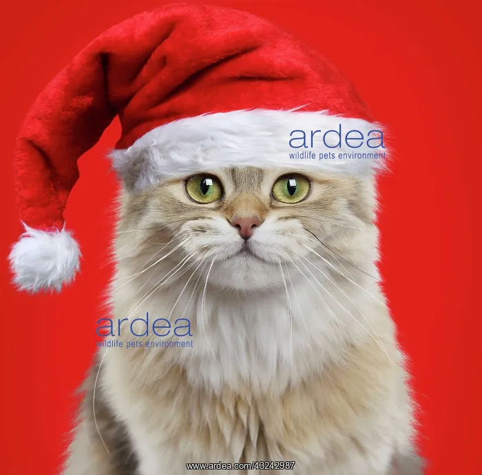 : Cat British longhair black golden shaded smiling wearing Christmas hat : Cat British longhair black golden shaded smiling wearing Christmas hat