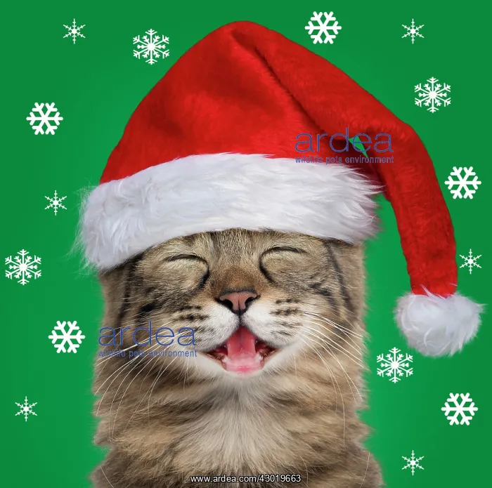 : Cat Turkish Angora portrait smiling / laughing wearing a Christmas hat : Cat Turkish Angora portrait smiling / laughing wearing a Christmas hat