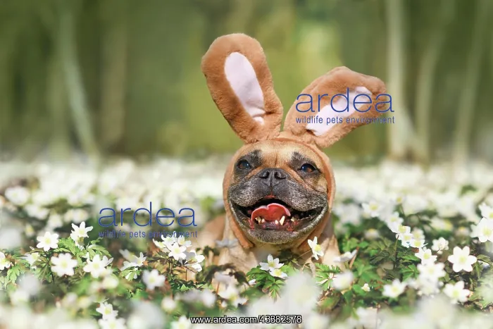 : Smiling Easter French Bulldog dog with rabbit costume : Smiling Easter French Bulldog dog with rabbit costume