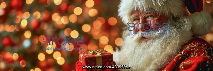 : Smiling Father Christmas holding a present, blurred : Smiling Father Christmas holding a present, blurred