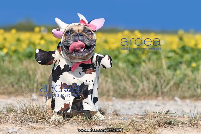 : Smiling French Bulldog dog wearing a funny full : Smiling French Bulldog dog wearing a funny full