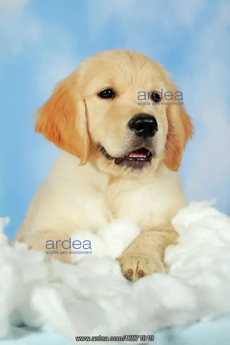 : Smiling golden retriever puppy, 8 weeks lying on : Smiling golden retriever puppy, 8 weeks lying on