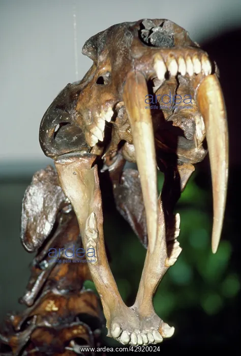 : Smilodon Fossil Skull / Sabre-tooth Cat - showing : Smilodon Fossil Skull / Sabre-tooth Cat - showing