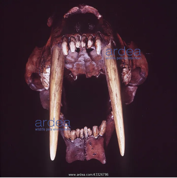 : SMILODON / Sabre-Tooth Cat / TIGER - teeth : SMILODON / Sabre-Tooth Cat / TIGER - teeth
