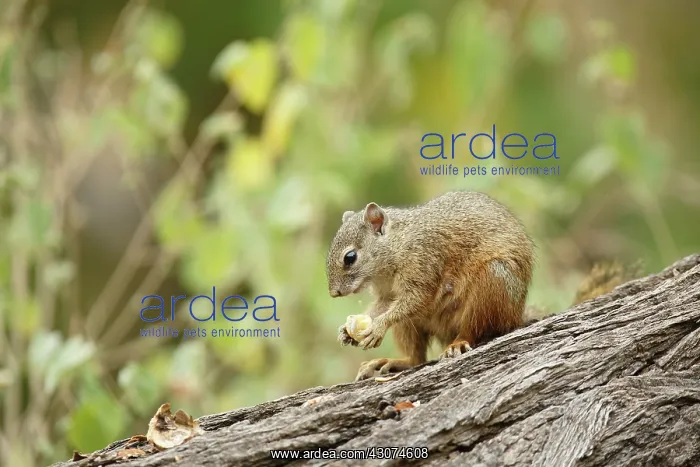 : Smith's Bush Squirrel : Smith's Bush Squirrel