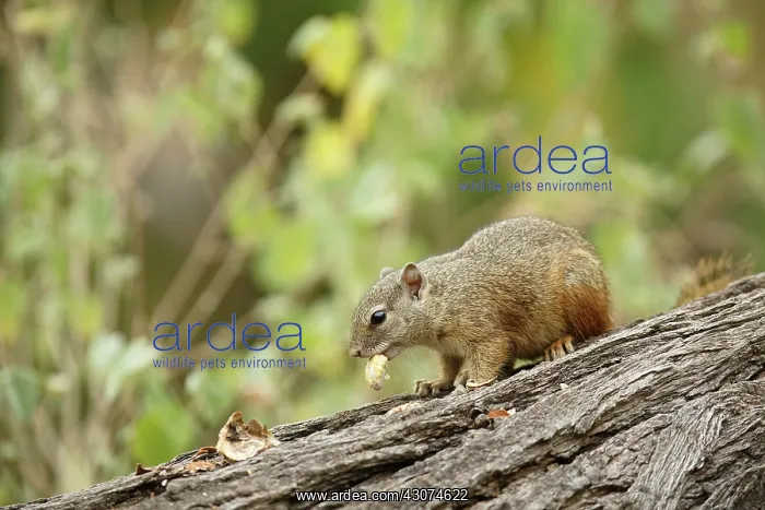 : Smith's Bush Squirrel : Smith's Bush Squirrel