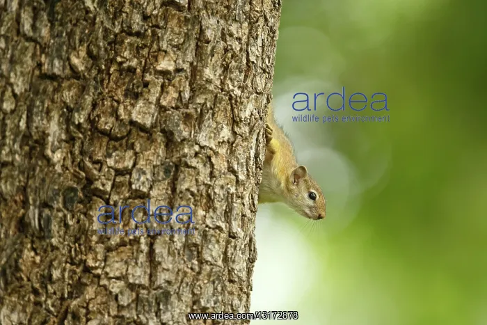 : Smith's Bush Squirrel : Smith's Bush Squirrel