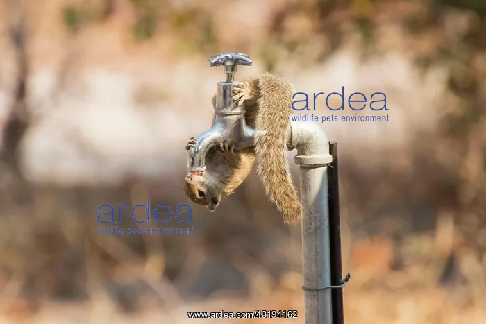 : Smith's bush squirrel (Paraxerus cepapi), Botswana : Smith's bush squirrel (Paraxerus cepapi), Botswana