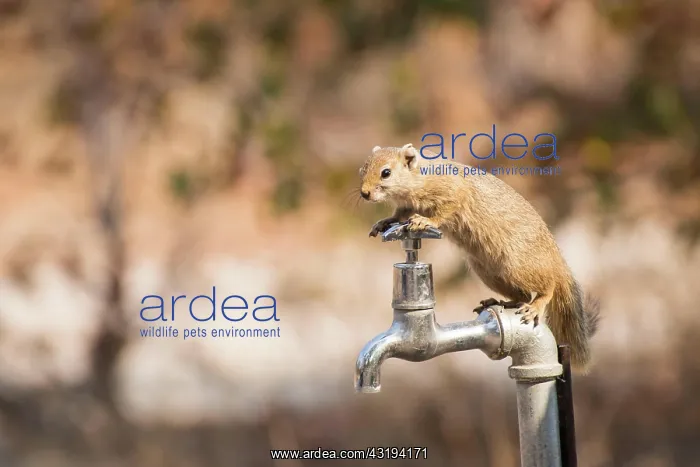 : Smith's bush squirrel (Paraxerus cepapi), Botswana : Smith's bush squirrel (Paraxerus cepapi), Botswana