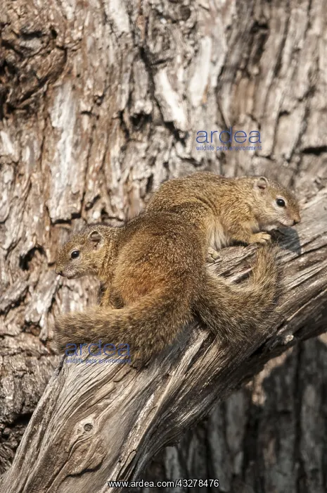 : Smith's Bush Squirrel (Paraxerus cepapi) pair : Smith's Bush Squirrel (Paraxerus cepapi) pair