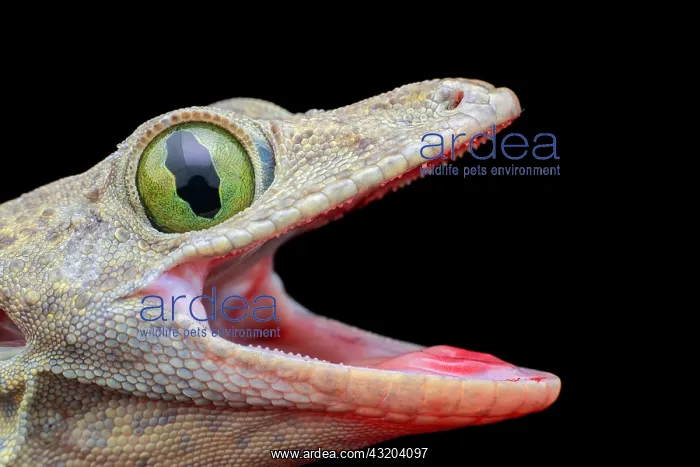 : Smith's Green-eyed Gecko (Gekkonidae - Gekko smithii) : Smith's Green-eyed Gecko (Gekkonidae - Gekko smithii)