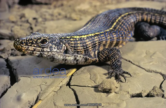 : Smith's Plated Rock Lizard : Smith's Plated Rock Lizard
