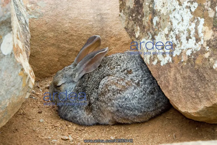 : Smith's Red Rock Rabbit - resting up amongst boulders : Smith's Red Rock Rabbit - resting up amongst boulders