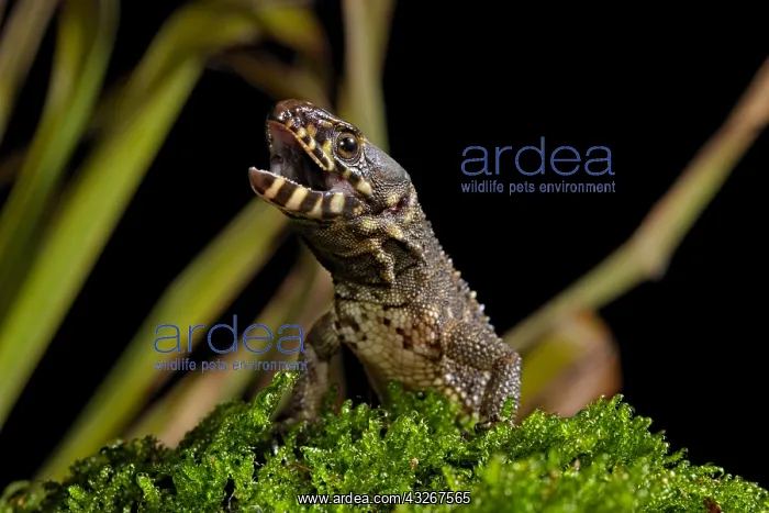 : Smith's Tropical Night Lizard (Lepidophyma smithii) : Smith's Tropical Night Lizard (Lepidophyma smithii)