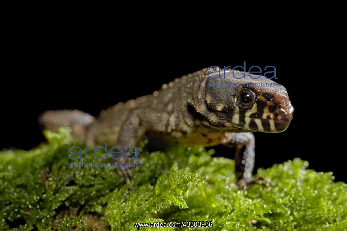 : Smith's Tropical Night Lizard (Lepidophyma smithii) : Smith's Tropical Night Lizard (Lepidophyma smithii)