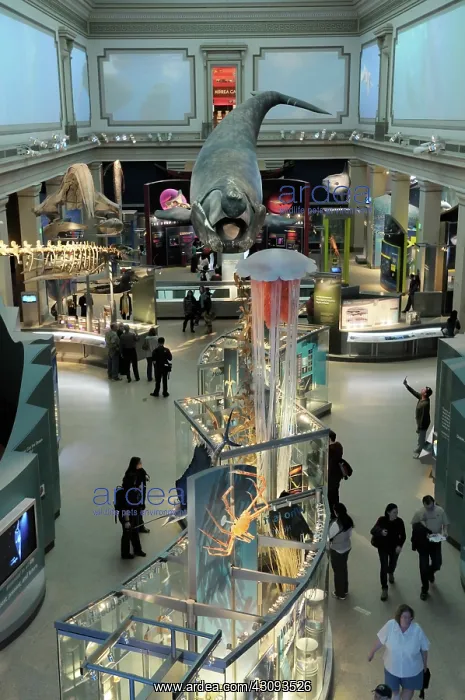 : Smithsonian Hall of Ocean Life : Smithsonian Hall of Ocean Life
