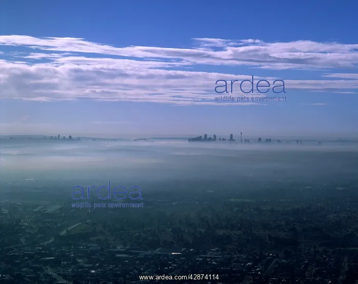 : Smog air pollution : Smog air pollution