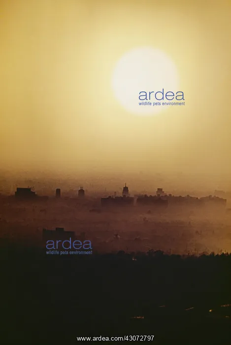 : Smog Over LA : Smog Over LA