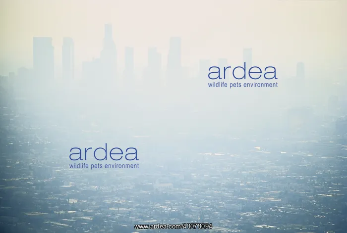  : Smog Over LA